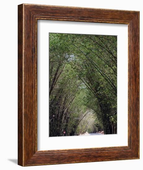 Bamboo Avenue, St. Elizabeth, Jamaica, West Indies, Caribbean, Central America-Ethel Davies-Framed Photographic Print