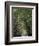 Bamboo Avenue, St. Elizabeth, Jamaica, West Indies, Caribbean, Central America-Ethel Davies-Framed Photographic Print