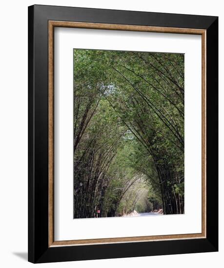 Bamboo Avenue, St. Elizabeth, Jamaica, West Indies, Caribbean, Central America-Ethel Davies-Framed Photographic Print