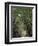 Bamboo Avenue, St. Elizabeth, Jamaica, West Indies, Caribbean, Central America-Ethel Davies-Framed Photographic Print