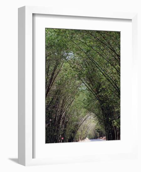 Bamboo Avenue, St. Elizabeth, Jamaica, West Indies, Caribbean, Central America-Ethel Davies-Framed Photographic Print