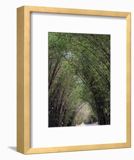 Bamboo Avenue, St. Elizabeth, Jamaica, West Indies, Caribbean, Central America-Ethel Davies-Framed Photographic Print