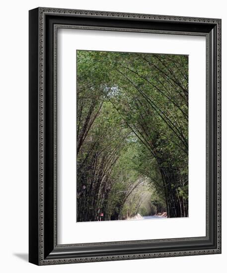 Bamboo Avenue, St. Elizabeth, Jamaica, West Indies, Caribbean, Central America-Ethel Davies-Framed Photographic Print