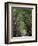 Bamboo Avenue, St. Elizabeth, Jamaica, West Indies, Caribbean, Central America-Ethel Davies-Framed Photographic Print