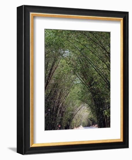 Bamboo Avenue, St. Elizabeth, Jamaica, West Indies, Caribbean, Central America-Ethel Davies-Framed Photographic Print