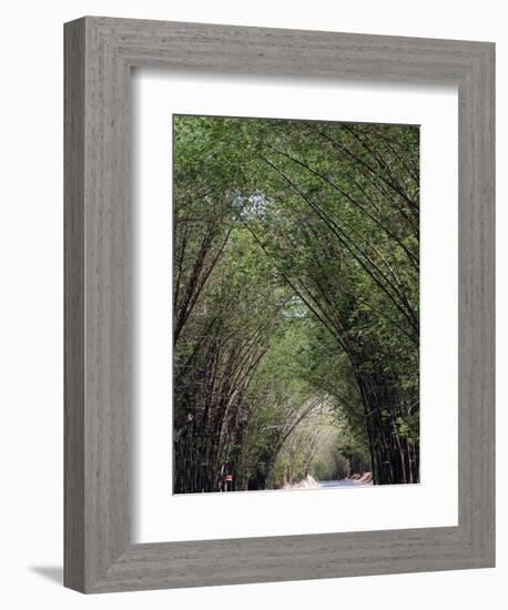 Bamboo Avenue, St. Elizabeth, Jamaica, West Indies, Caribbean, Central America-Ethel Davies-Framed Premium Photographic Print