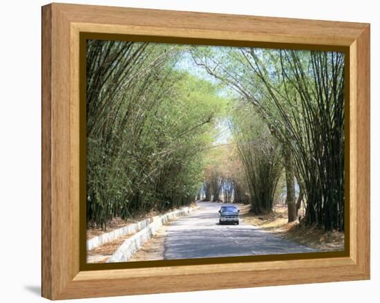 Bamboo Avenue, St. Elizabeth, Jamaica, West Indies, Central America-Sergio Pitamitz-Framed Premier Image Canvas