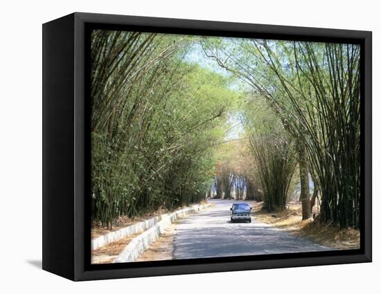 Bamboo Avenue, St. Elizabeth, Jamaica, West Indies, Central America-Sergio Pitamitz-Framed Premier Image Canvas