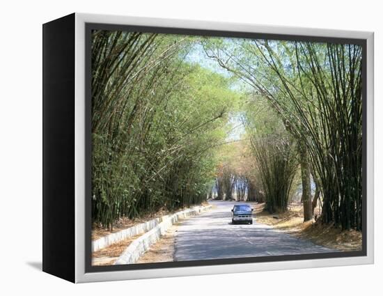 Bamboo Avenue, St. Elizabeth, Jamaica, West Indies, Central America-Sergio Pitamitz-Framed Premier Image Canvas