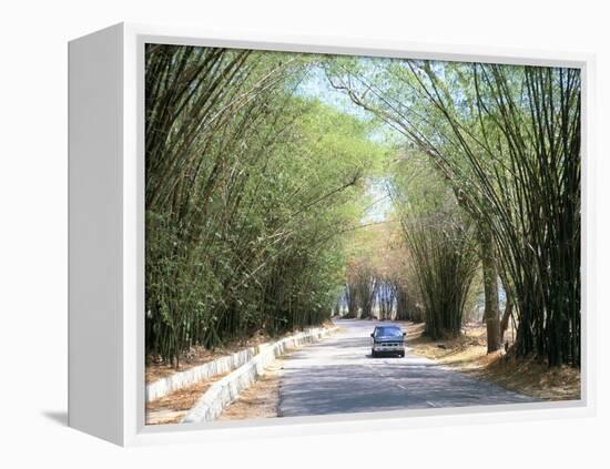 Bamboo Avenue, St. Elizabeth, Jamaica, West Indies, Central America-Sergio Pitamitz-Framed Premier Image Canvas