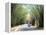 Bamboo Avenue, St. Elizabeth, Jamaica, West Indies, Central America-Sergio Pitamitz-Framed Premier Image Canvas