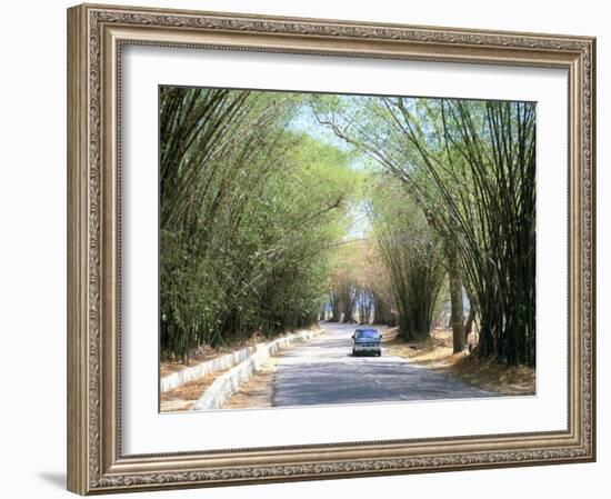 Bamboo Avenue, St. Elizabeth, Jamaica, West Indies, Central America-Sergio Pitamitz-Framed Photographic Print