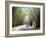 Bamboo Avenue, St. Elizabeth, Jamaica, West Indies, Central America-Sergio Pitamitz-Framed Photographic Print