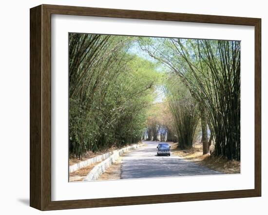 Bamboo Avenue, St. Elizabeth, Jamaica, West Indies, Central America-Sergio Pitamitz-Framed Photographic Print