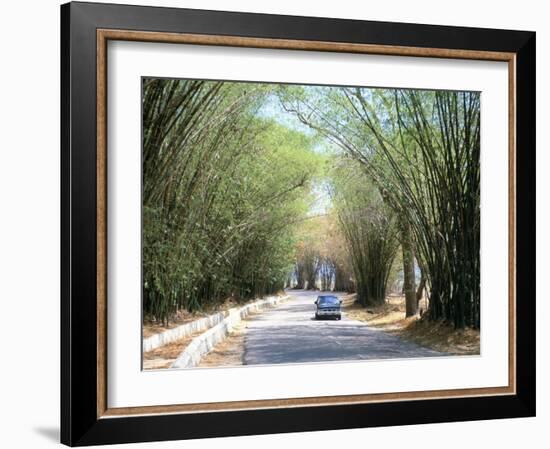 Bamboo Avenue, St. Elizabeth, Jamaica, West Indies, Central America-Sergio Pitamitz-Framed Photographic Print