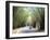 Bamboo Avenue, St. Elizabeth, Jamaica, West Indies, Central America-Sergio Pitamitz-Framed Photographic Print