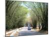 Bamboo Avenue, St. Elizabeth, Jamaica, West Indies, Central America-Sergio Pitamitz-Mounted Photographic Print