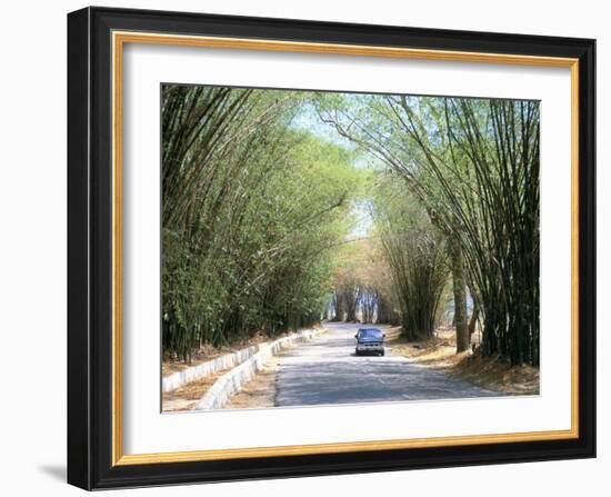 Bamboo Avenue, St. Elizabeth, Jamaica, West Indies, Central America-Sergio Pitamitz-Framed Photographic Print