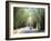 Bamboo Avenue, St. Elizabeth, Jamaica, West Indies, Central America-Sergio Pitamitz-Framed Photographic Print