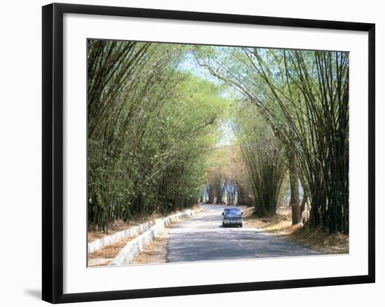 Bamboo Avenue, St. Elizabeth, Jamaica, West Indies, Central America-Sergio Pitamitz-Framed Photographic Print