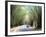 Bamboo Avenue, St. Elizabeth, Jamaica, West Indies, Central America-Sergio Pitamitz-Framed Photographic Print