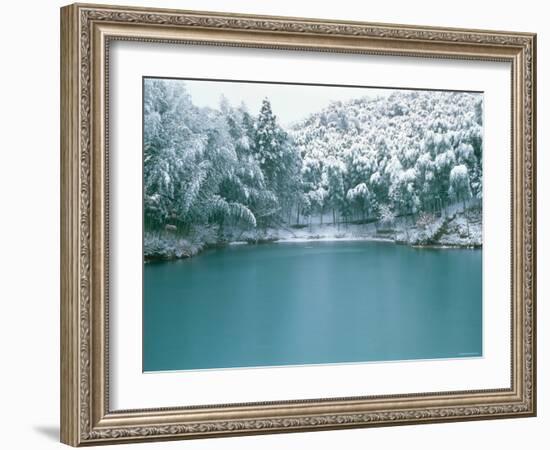 Bamboo Bush in Snow-null-Framed Photographic Print