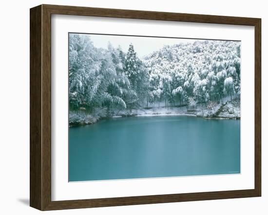 Bamboo Bush in Snow-null-Framed Photographic Print