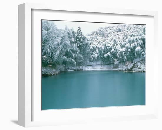 Bamboo Bush in Snow-null-Framed Photographic Print