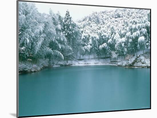 Bamboo Bush in Snow-null-Mounted Photographic Print