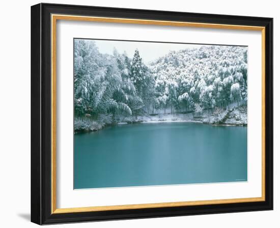 Bamboo Bush in Snow-null-Framed Photographic Print