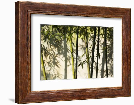 Bamboo casting shadows, Suzhou, Jiangsu Province, China-Keren Su-Framed Photographic Print