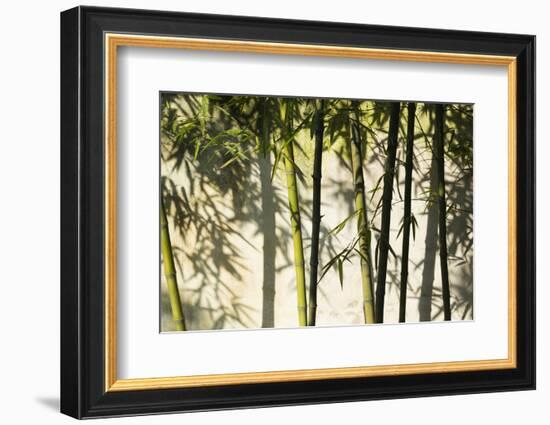 Bamboo casting shadows, Suzhou, Jiangsu Province, China-Keren Su-Framed Photographic Print