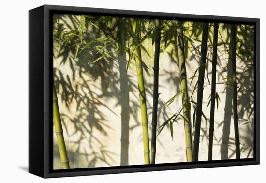 Bamboo casting shadows, Suzhou, Jiangsu Province, China-Keren Su-Framed Premier Image Canvas