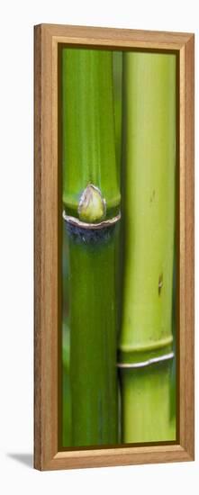 Bamboo, Close-Up-Uwe Merkel-Framed Premier Image Canvas