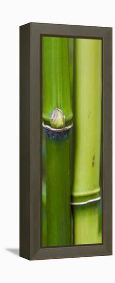 Bamboo, Close-Up-Uwe Merkel-Framed Premier Image Canvas