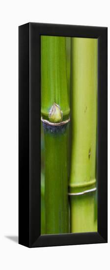 Bamboo, Close-Up-Uwe Merkel-Framed Premier Image Canvas