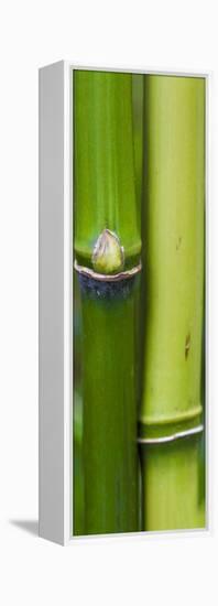 Bamboo, Close-Up-Uwe Merkel-Framed Premier Image Canvas