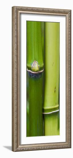 Bamboo, Close-Up-Uwe Merkel-Framed Photographic Print