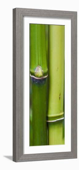 Bamboo, Close-Up-Uwe Merkel-Framed Photographic Print