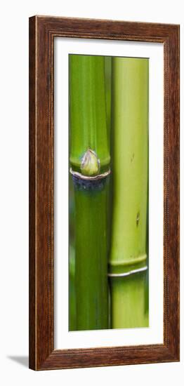 Bamboo, Close-Up-Uwe Merkel-Framed Photographic Print