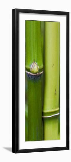 Bamboo, Close-Up-Uwe Merkel-Framed Photographic Print