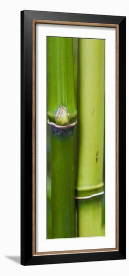 Bamboo, Close-Up-Uwe Merkel-Framed Photographic Print