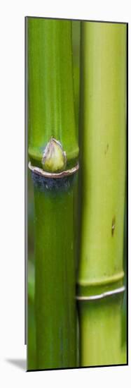 Bamboo, Close-Up-Uwe Merkel-Mounted Photographic Print