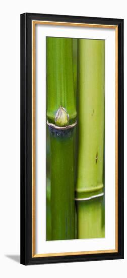 Bamboo, Close-Up-Uwe Merkel-Framed Photographic Print