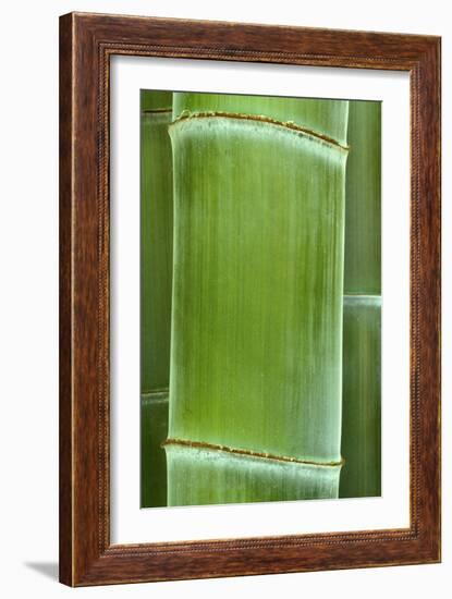 Bamboo Detail of the Stubble-null-Framed Photographic Print