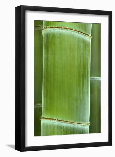 Bamboo Detail of the Stubble-null-Framed Photographic Print