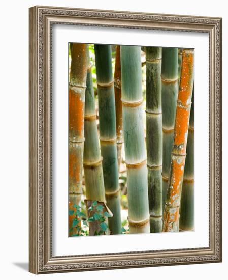 Bamboo, Doi Suthep, Thailand-Kristin Piljay-Framed Photographic Print