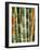 Bamboo, Doi Suthep, Thailand-Kristin Piljay-Framed Photographic Print