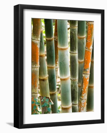 Bamboo, Doi Suthep, Thailand-Kristin Piljay-Framed Photographic Print