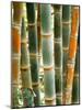 Bamboo, Doi Suthep, Thailand-Kristin Piljay-Mounted Photographic Print